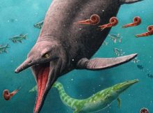 Oldest Sea Reptile From Age Of Dinosaurs Found On A Remote Arctic Island