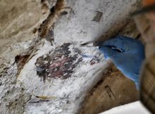 Grotesque Paintings Discovered Hidden Behind Secrets Staircase In Palazzo Vecchio, Florence
