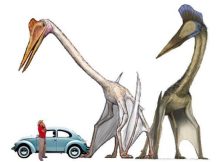 Meet Quetzalcoatlus - World's Largest Flying Animal Had A Wingspan Of Up To 52 Feet (15.9 m)