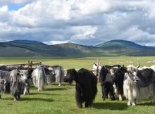 Yak Milk Consumption Among Mongol Empire Elites - New Study