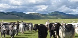 Yak Milk Consumption Among Mongol Empire Elites - New Study