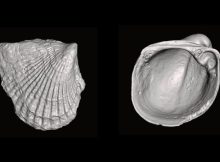 What Can 460-Million-Year-Old Bivalves Tell Us About Evolution And Extinction?