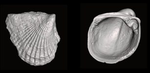 What Can 460-Million-Year-Old Bivalves Tell Us About Evolution And Extinction?