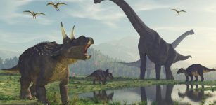 Evolution of the largest of the large dinosaurs