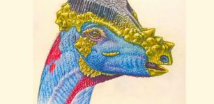 Newly Described Species Of Dome-Headed Dinosaur May Have Sported Bristly Headgear