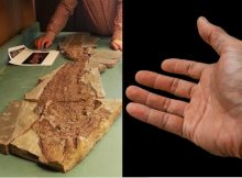 Fossil Evidence Human Hand Evolved From Fish Fins