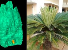 80-Million-Year-Old Fossil In California Has Re-Written Natural History Of Cycad Plants