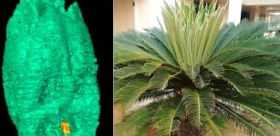 80-Million-Year-Old Fossil In California Has Re-Written Natural History Of Cycad Plants