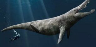 An artist’s impression of the pliosaur. Credit: Megan Jacobs, University of Portsmouth