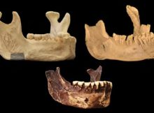 Enigmatic Human Fossil Jawbone May Be Evidence Of An Early Homo Sapiens Presence In Europe