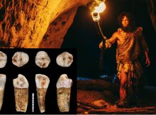 Tooth Enamel Provides Intriguing Clues To Hunter-Gatherer Lifestyle Of Neanderthals
