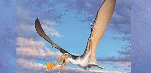 Study Finds 107-Million-Year-Old Pterosaur Bones Are Oldest In Australia