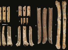 12,000-Year-Old Flutes Made From Bird Bones - Discovered