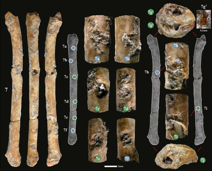 12,000YearOld Flutes Made From Bird Bones Discovered Ancient Pages