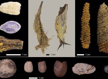 El Gigante Offers Lessons In Sustainability, Evolution And Human Adaptation, Courtesy Of The Holocene