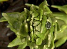 407-Million-Year-Old Plant Fossil Challenges Long-Held Theory On Fibonacci Spirals Found In Nature