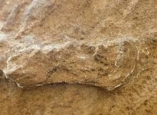 World's Oldest Homo Sapiens Footprint Identified On South Africa's Cape South Coast