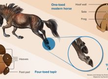 Plantar (underneath) view of feet of a four-toed tapir (left) and a one-toed horse (right) by Nuria Melisa Morales-García. In the middle, a reconstruction of the extinct three-toed horse Hipparion, by Karolina Suchan-Okulska. Overall design by Morales-García.