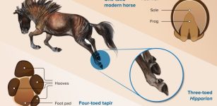 Plantar (underneath) view of feet of a four-toed tapir (left) and a one-toed horse (right) by Nuria Melisa Morales-García. In the middle, a reconstruction of the extinct three-toed horse Hipparion, by Karolina Suchan-Okulska. Overall design by Morales-García.