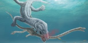 Long-Necked Reptiles Were Decapitated By Their Predators, Fossil Evidence Confirms