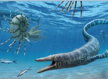 Discovery Of Ancient Marine Reptile Fossil - New Evolutionary Insight