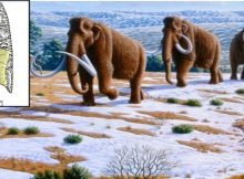 Study: Paleo-Americans Hunted Mastodons, Mammoths And Other Megafauna In Eastern North America 13,000 Years Ago