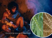 Major Discovery Reveals Neanderthals In Italy Engaged In Plant Food Processing