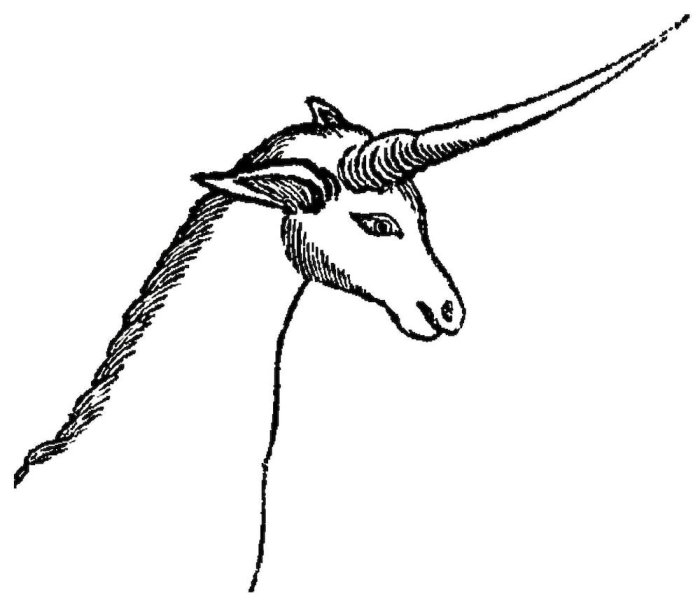 Unicorns In Southern Africa The Fascinating Story Behind OneHorned