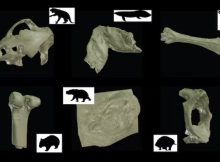 New Virtual Museum Reveals 600 Million Years Of Australian Fossils In Unprecedented 3D Detail