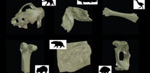 New Virtual Museum Reveals 600 Million Years Of Australian Fossils In Unprecedented 3D Detail