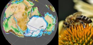 Bees Originated From An Ancient Supercontinent Millions Of Years Earlier Than Previously Thought