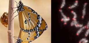 Butterflies And Moths Share Blocks Of DNA Dating Back More Than 200 Million Years