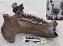 Madagascar Hippos Were Forest Dwellers - New Study