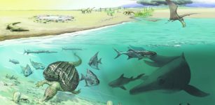Is Huge New Ichthyosaur, One Of The Largest Animals Ever Uncovered?