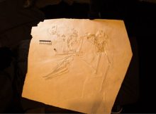 New Fossil Of 145-Million-Year-Old Pterosaur Nicknamed Elvis