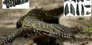 Giant Monitor Lizards That Lived In Switzerland 17 Million Years Ago - Discovered