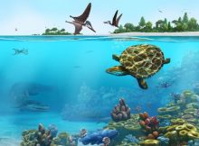 Perfectly Preserved Turtle Fossil Gives Clues To Habitat 150 Million Years Ago