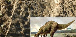 Largest Known Single Dinosaur Track Site In Alaska Discovered And Documented