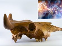 Ancient DNA Reveals American Cattle Originally Came From Africa