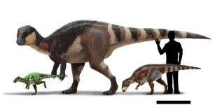 Meet Europe's Enigmatic Dinosaurs - The Late Cretaceous Rhabdodontids