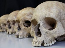 How Do Evolutionary Forces Shape The Human Skeleton?