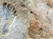 What Can Fossil Footprint Discoveries Tell Us About The Past?