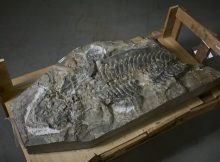 240-Million-Year-Old Fossil of A Giant Amphibian Found In Retaining Wall