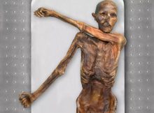 Ötzi Had Dark skin, Bald head And Anatolian Ancestry- DNA Reveals