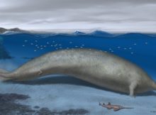 Whale That Lived 40 Million Years Ago Could Be The Heaviest Animal To Have Ever Lived