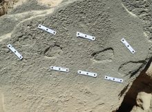 Ancient Footprints Offer Evidence Humans Wore Shoes 150,000 Years Ago - Scientists Say