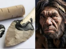 Birch Bark Tar Production Techniques Offer Evidence Neanderthals Had Cognitive Skills Similar To Modern Thinking