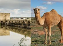 Evidence Of Camelids On The Iberian Peninsula During The Roman And Al-Andalus Eras Found