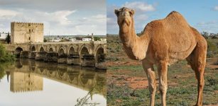Evidence Of Camelids On The Iberian Peninsula During The Roman And Al-Andalus Eras Found