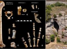 Surprising Discovery Of Box Filled With Neanderthal Bones From Cova Simanya Donated To Museum